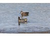 Photo of Green-Winged Teal - Anas crecca